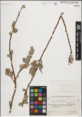 Foto von Salix iliensis Regel